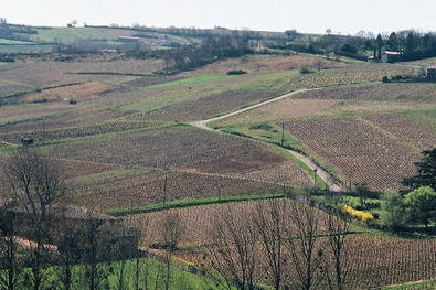 Saint-Veran Vineyards from Leynes